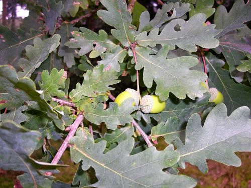 leaves acorns oak leaf