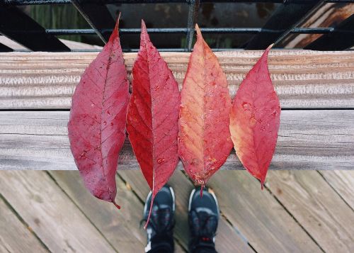 leaves fall autumn