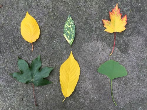 leaves autumn leaves in the autumn