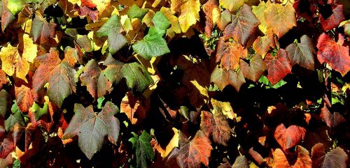 leaves fall leaves colored leaves