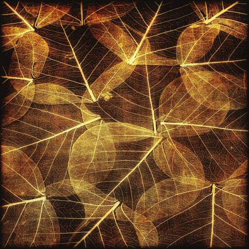 leaves autumn texture