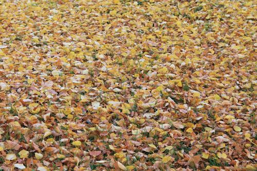 leaves fall foliage colorful leaves