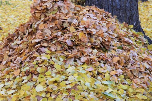 leaves fall foliage colorful leaves