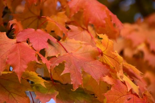 leaves fall foliage autumn