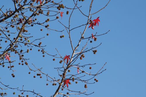 leaves fall autumn