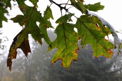 leaves tree fog