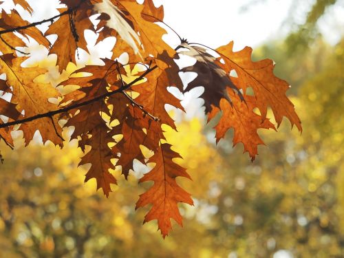 leaves oak autumn leaves