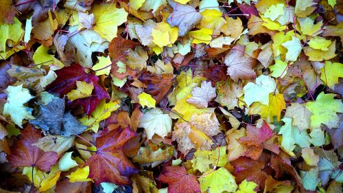 leaves red autumn