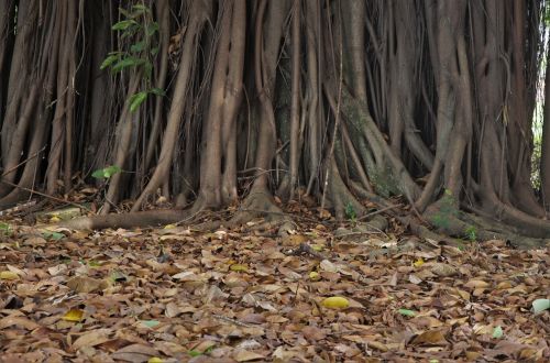 leaves trunk tree