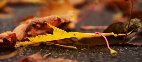 leaves autumn fall foliage