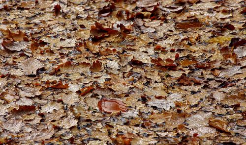 leaves autumn fall foliage