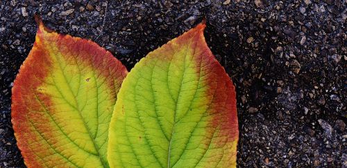 leaves autumn colorful