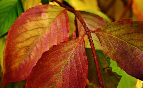 leaves autumn colorful