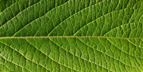 leaf close nature