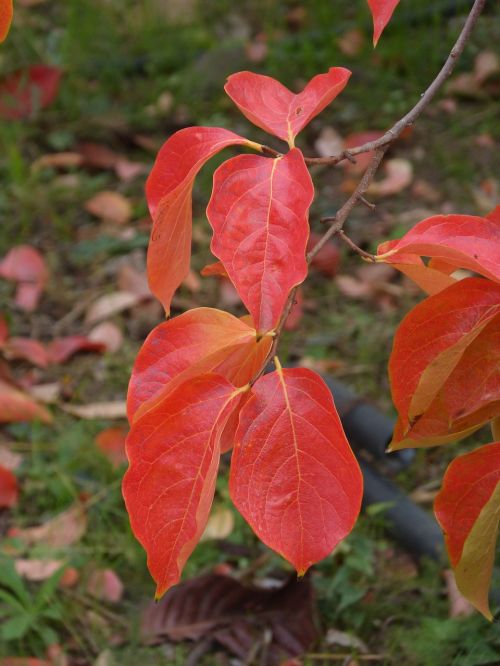 leaves rosewood red leaves
