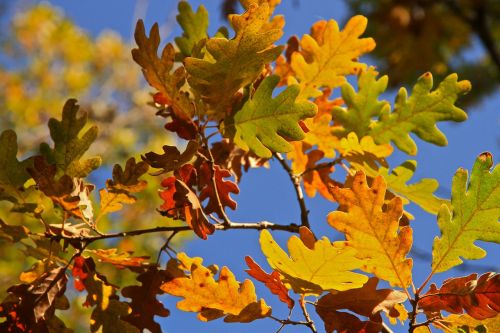 leaves tree autumn