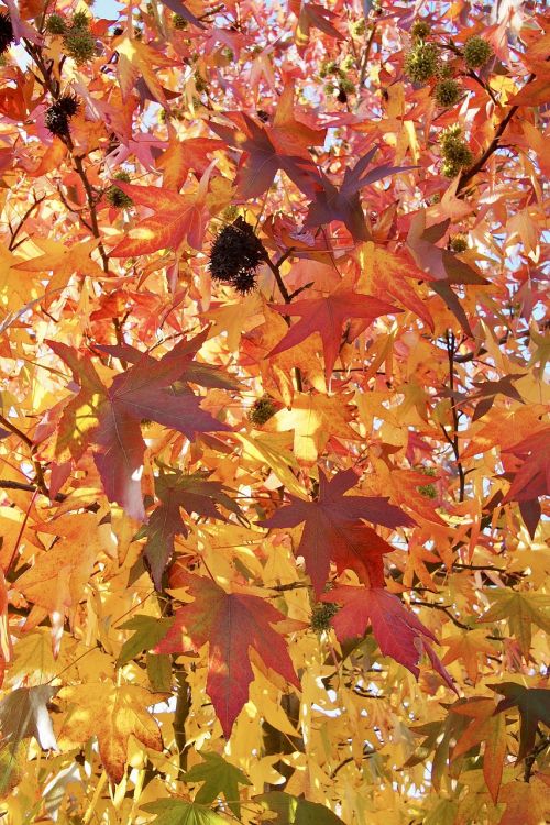leaves autumn o