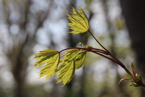 leaves nature leaf