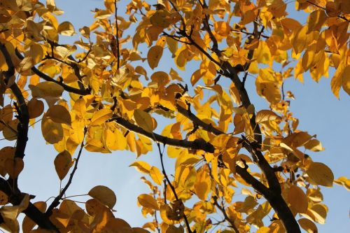 leaves autumn dry leaves