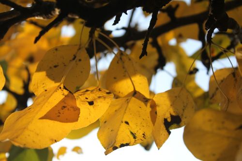 leaves autumn dry leaves