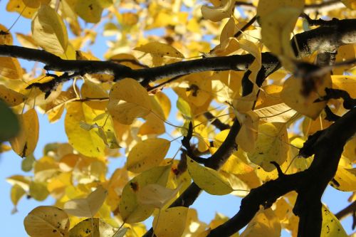 leaves autumn dry leaves