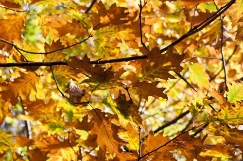 leaves autumn oak