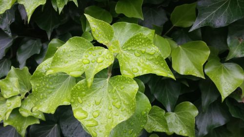 leaves drop of water green