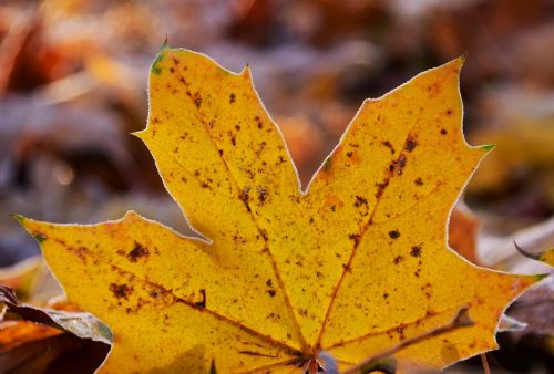 leaves frost nature