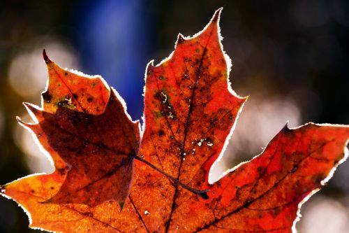 leaves frost nature