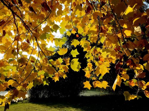 leaves golden autumn yellow