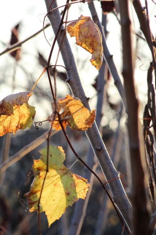 leaves leaf tree