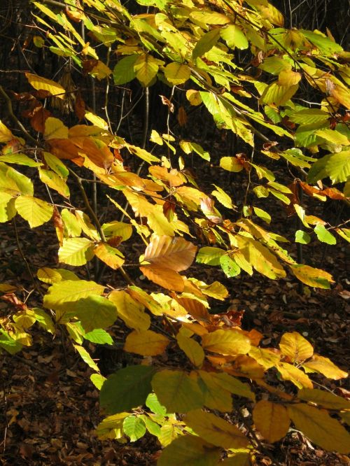 leaves autumn emerge