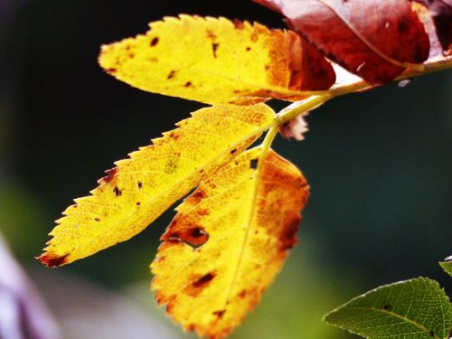 leaves rowan tree fall