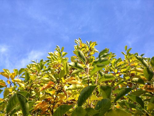 leaves tree sky