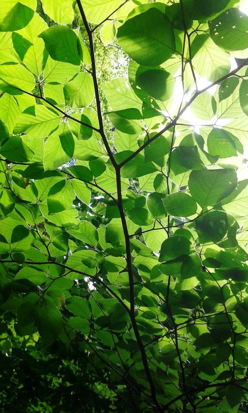 leaves forest sun