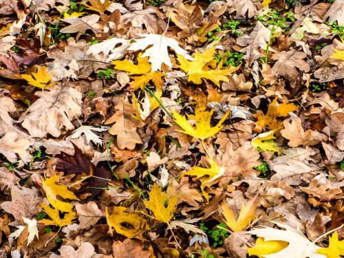 leaves avar autumn