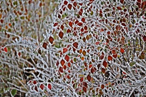 leaves frost hoarfrost