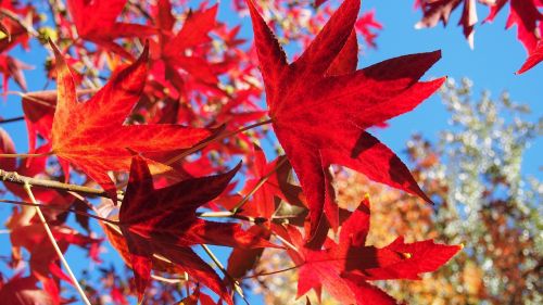 leaves fall foliage