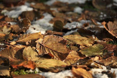 leaves garden snow