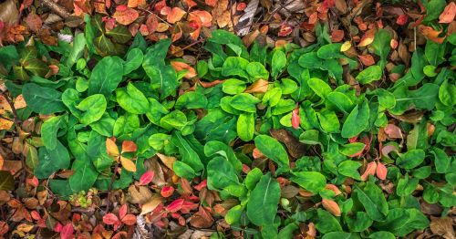 leaves autumn plants