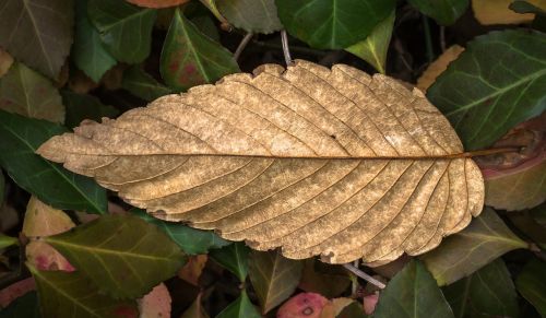 leaves autumn plants