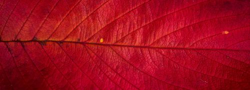 leaves autumn plants