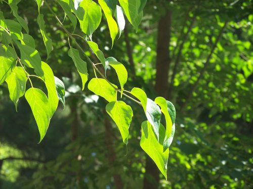 leaves green tree