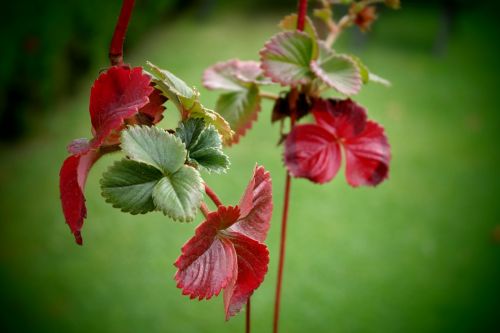 leaves autumn color