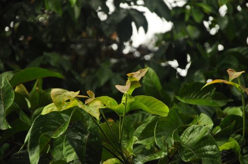 leaves nature plant