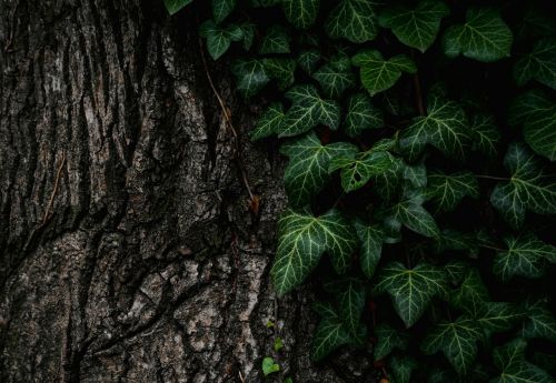 leaves nature plant