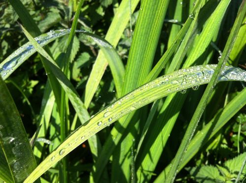 leaves nature plant