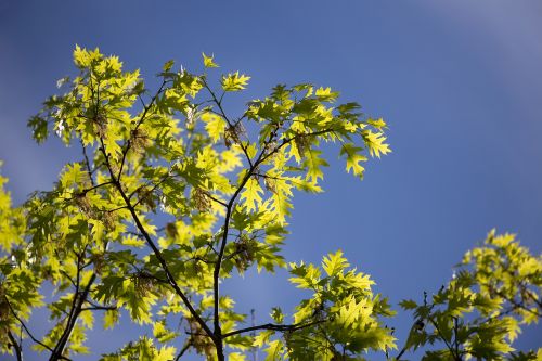 leaves nature sky