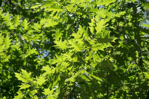 leaves nature summer