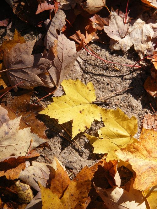 leaves nature leaf